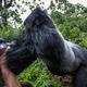 Illustration for article titled Amazing Photo Of An Intoxicated Gorilla About To Punch A Photographer - UPDATED